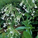 Белый табак Nicotiana sylvestris