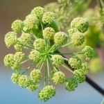 Ангелика (Дягиль) Archangelica officinalis