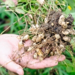 Арахис Arachis hypogaea
