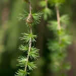 Лиственница Larix decidua