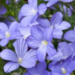 Лён Linum usitatissimum
