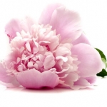 Пион Paeonia (Paeoniaceae)