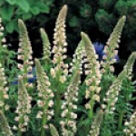 Резеда Reseda odorata