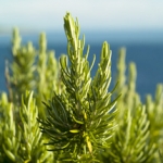 Розмарин Rosmarinus officinalis L.