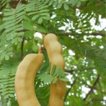 Тамаринд Tamarindus indica